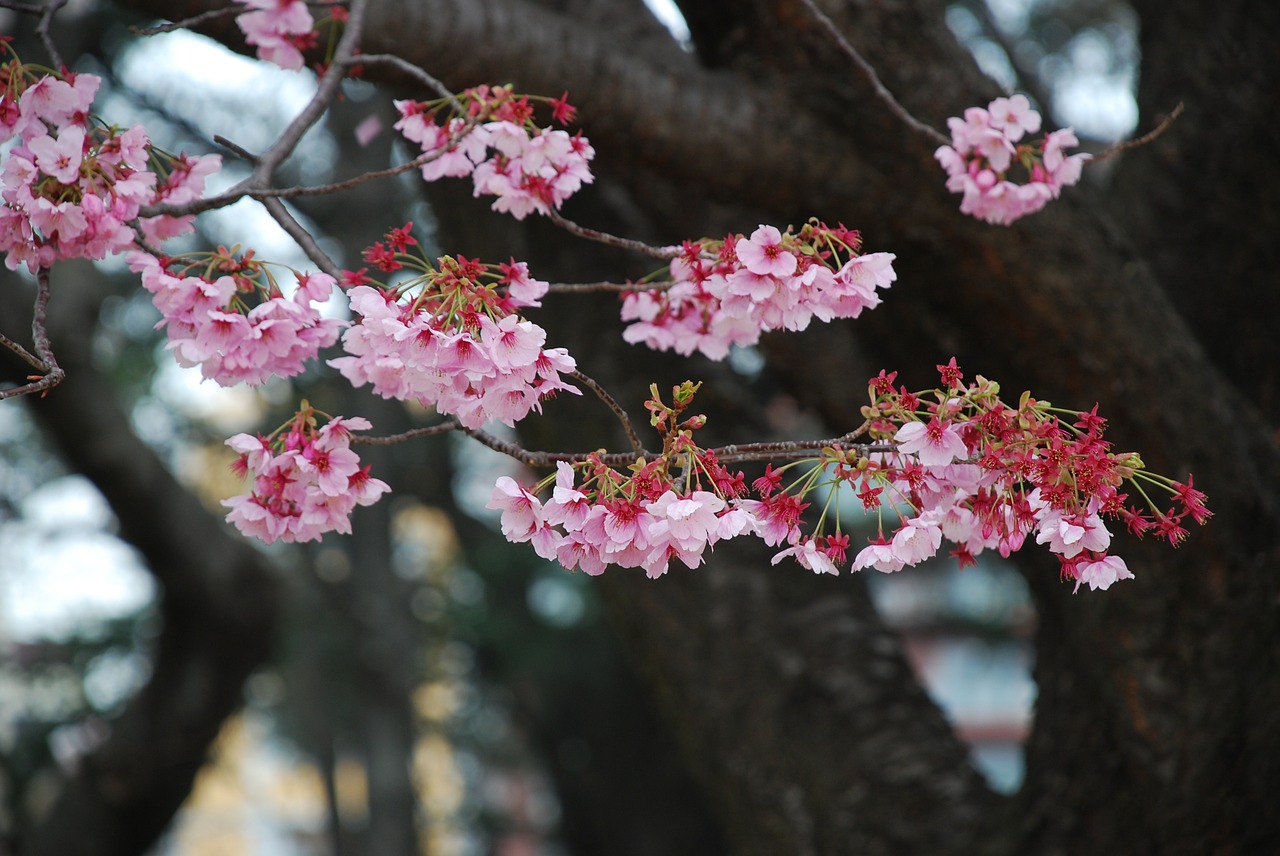 sakura japan blossom free photo