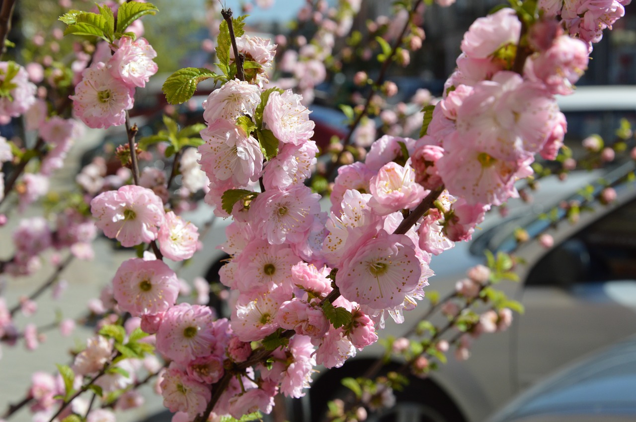 sakura spring bloom free photo