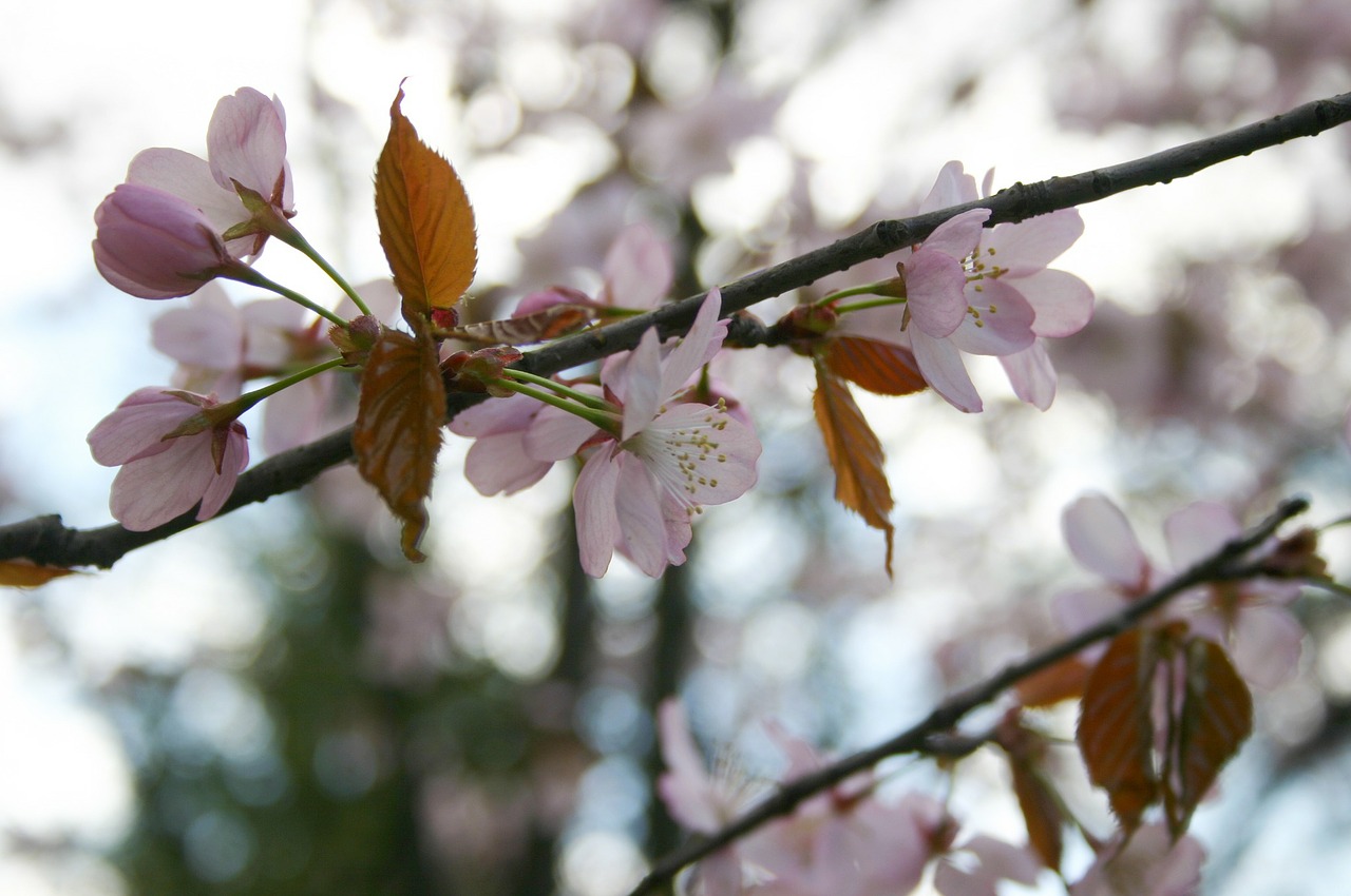 sakura spring japan free photo