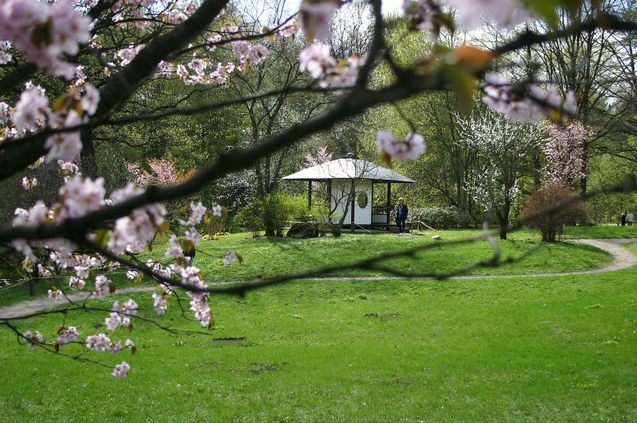 sakura tree bloom free photo