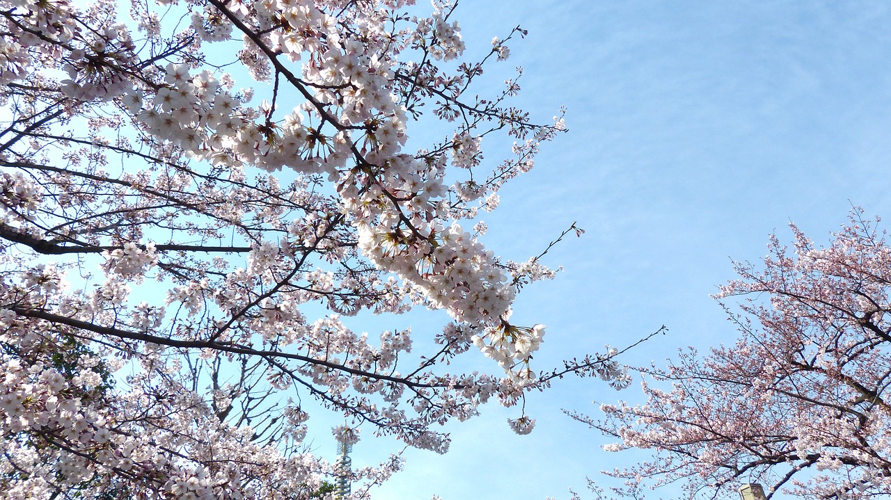 sakura cherry blossom sky free photo