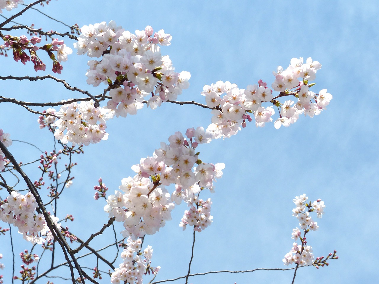 sakura cheery blossom sky free photo