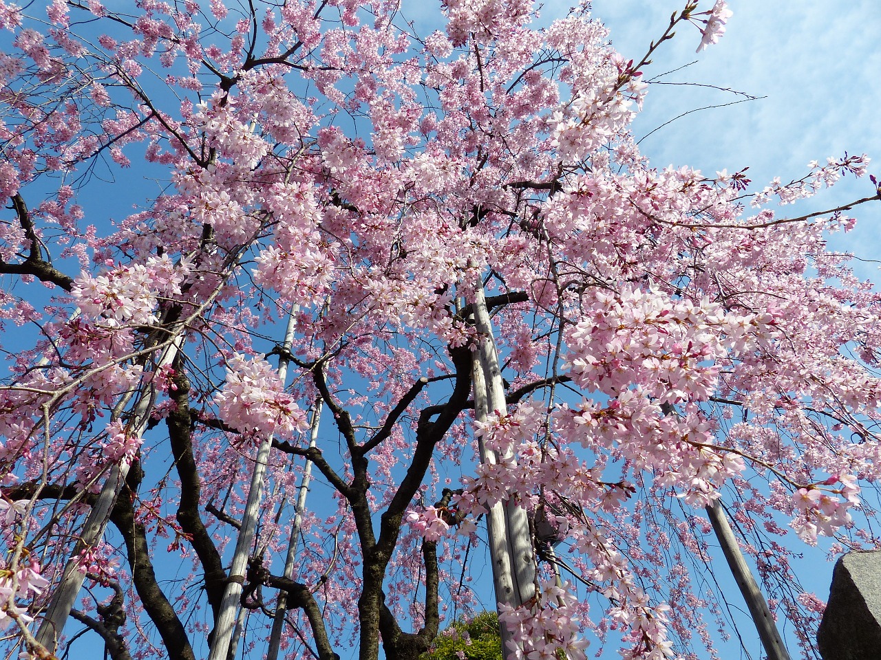 sakura cheery blossom sky free photo