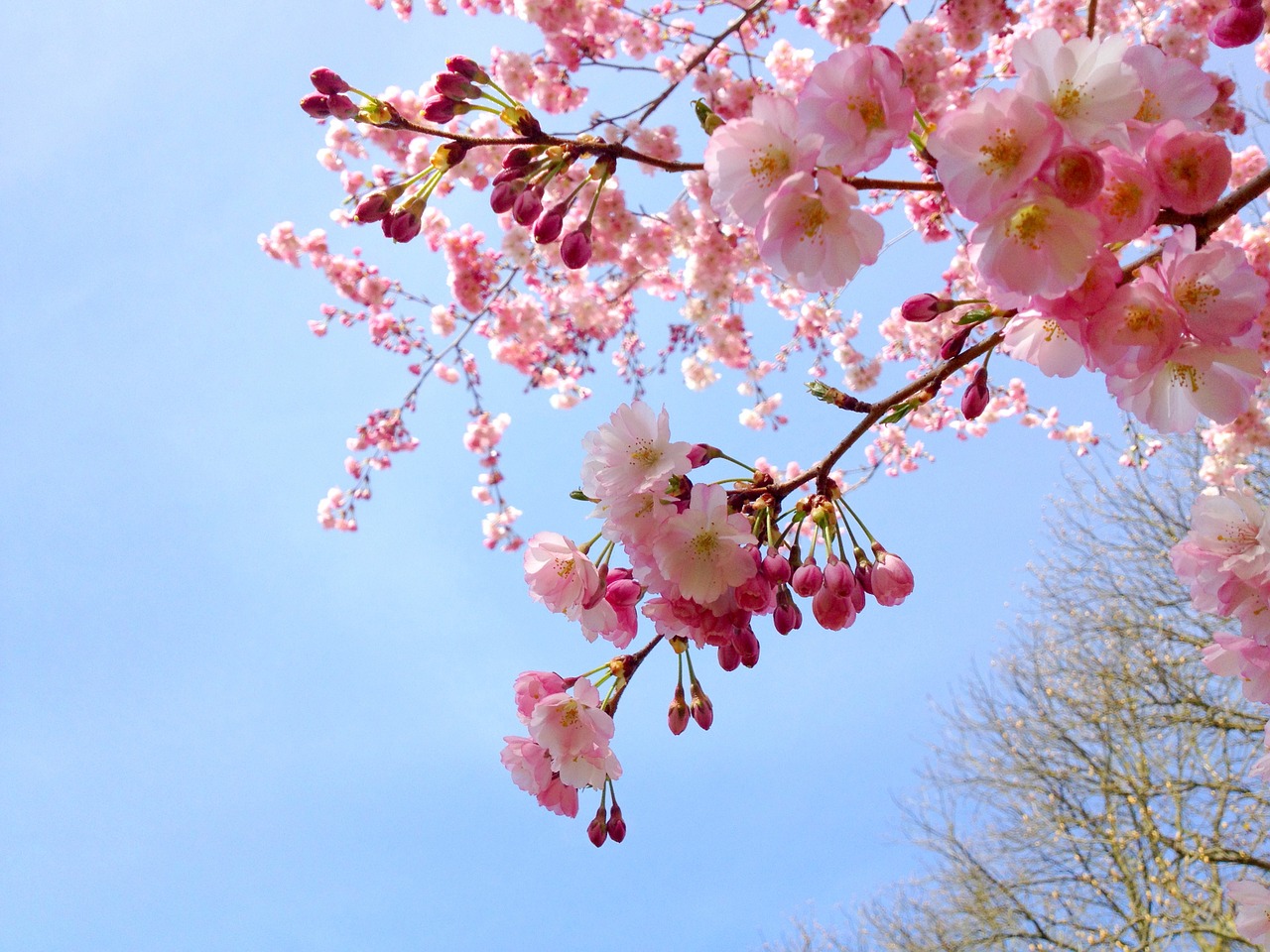 sakura cherry tree free photo