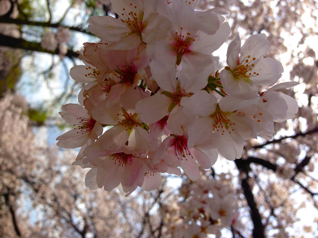 sakura tokyo spring free photo