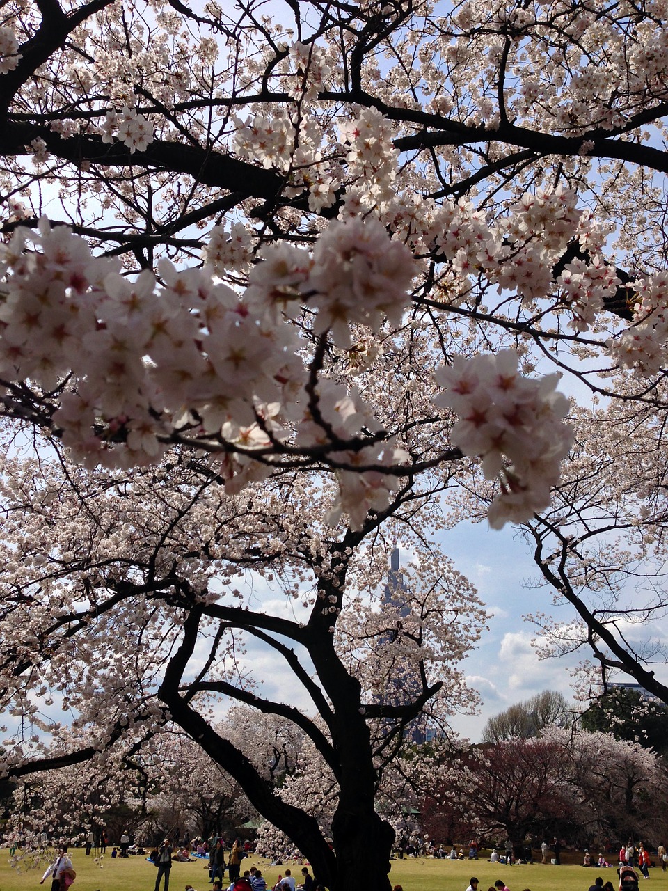 sakura tokyo spring free photo