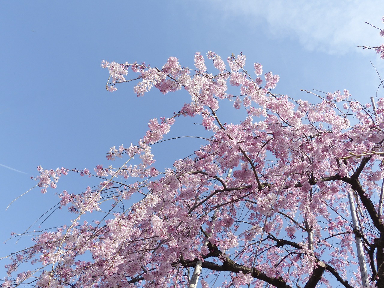 sakura japan tokyo free photo