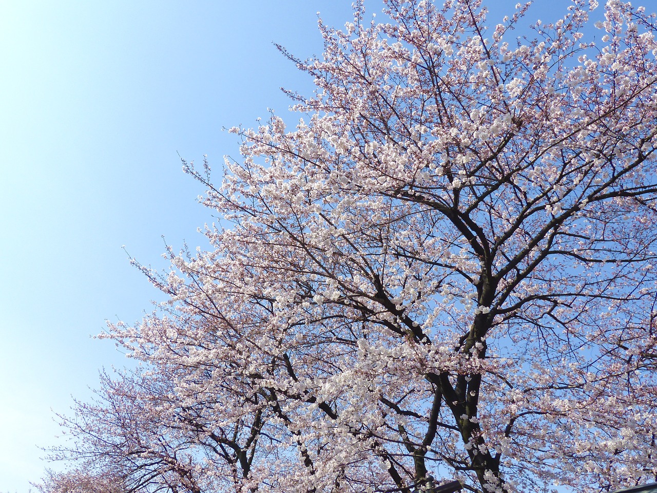 sakura japan cherry free photo