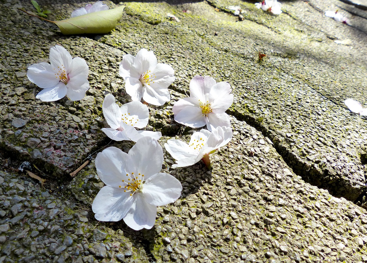 sakura japan cherry free photo