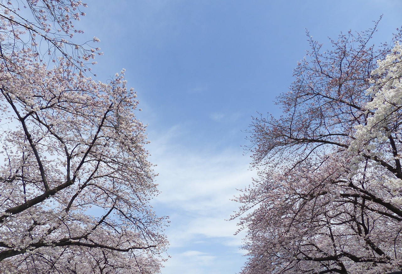 sakura japan cherry free photo