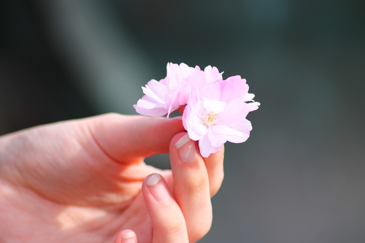 sakura flower spring free photo