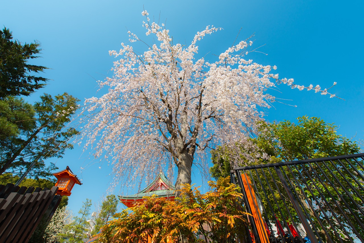 sakura tokyo japan free photo