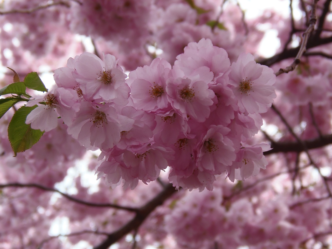 sakura flowers sweden free photo