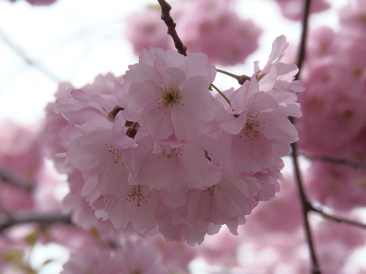 sakura pink cherry free photo