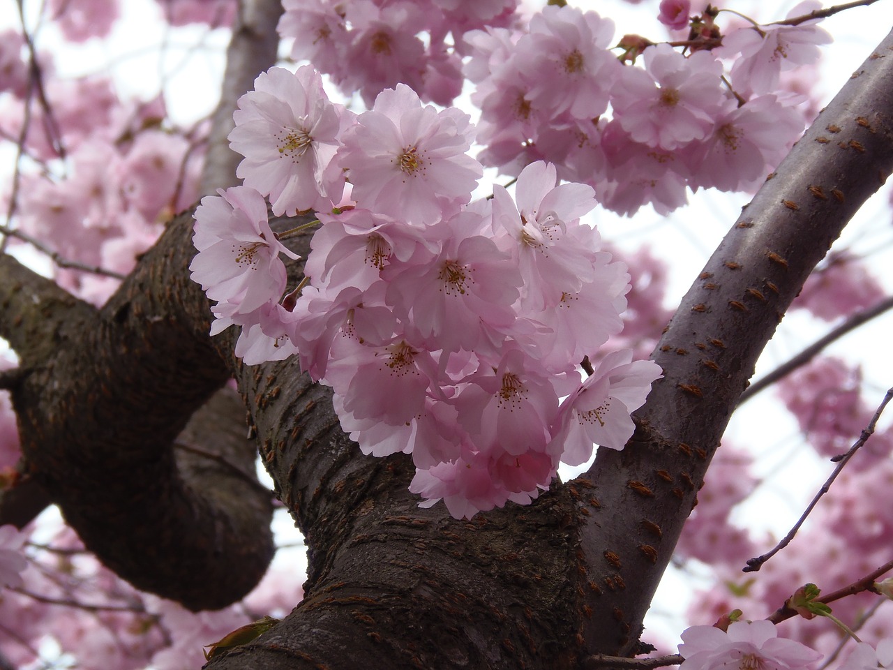 sakura pink cherry free photo