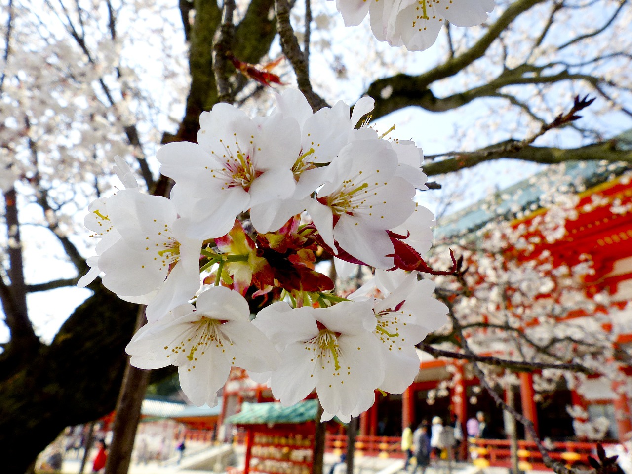 sakura tree temple free photo