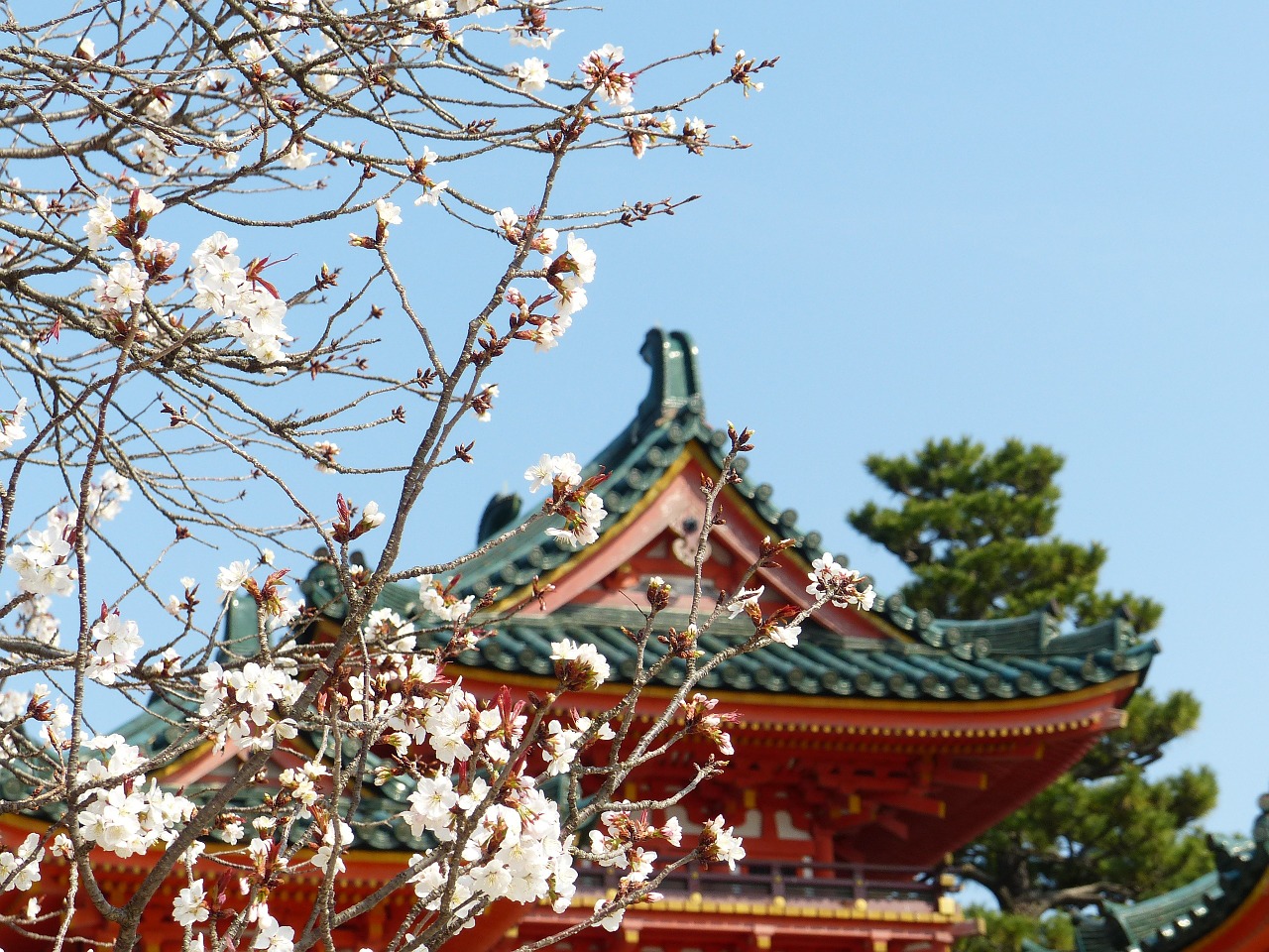 sakura tree spring free photo