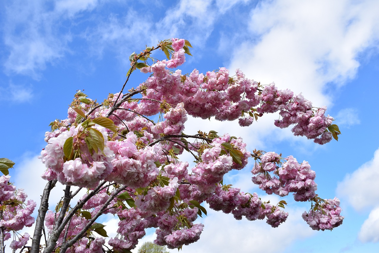 sakura tree sky free photo