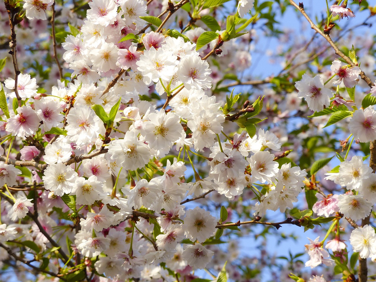 sakura cherry blossom japan free photo