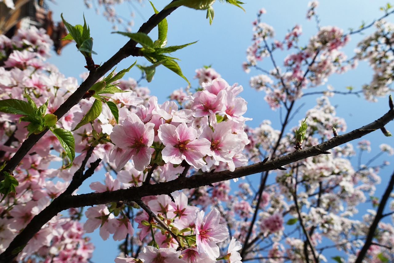 sakura cherry flower free photo