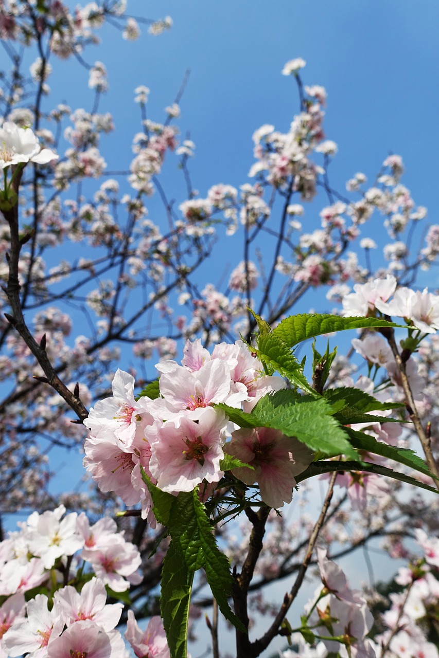 sakura cherry flower free photo