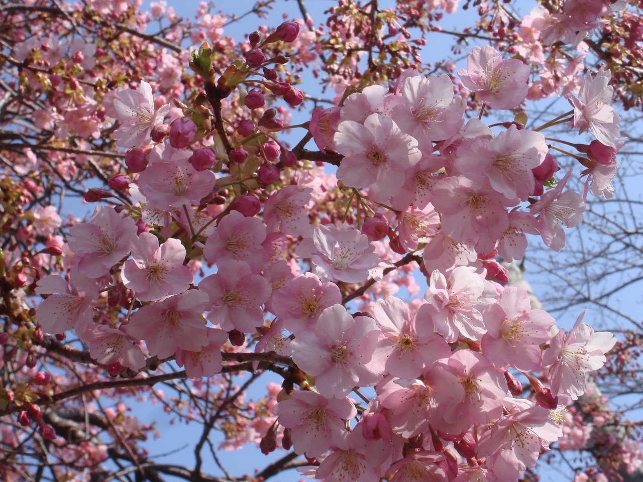 sakura cherry japan free photo