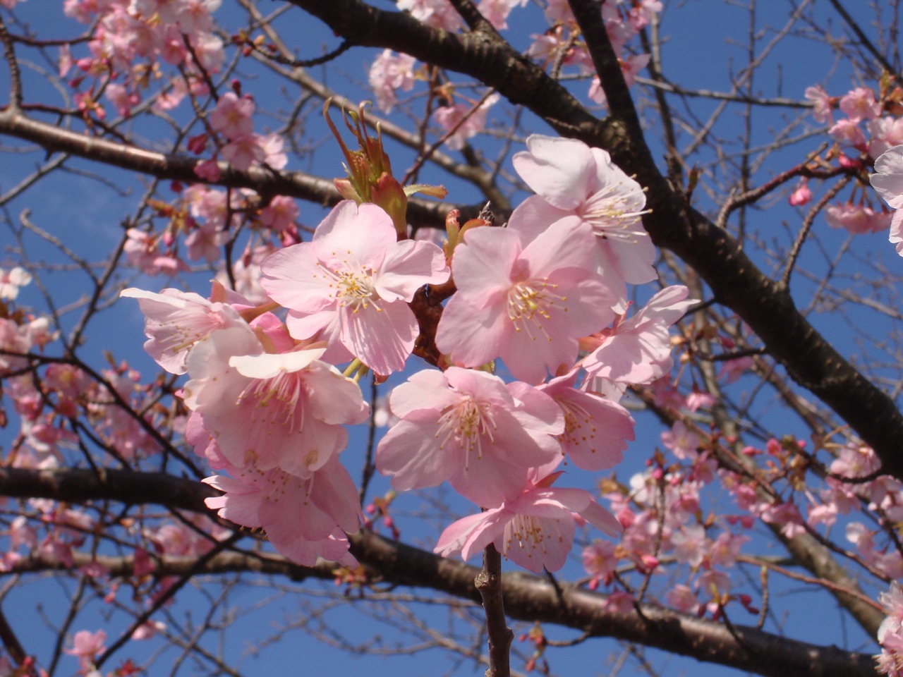 sakura cherry japan free photo