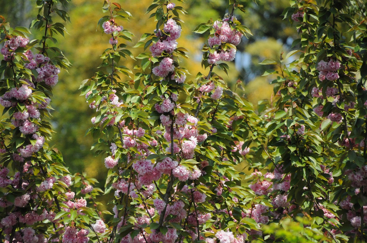 sakura flower nature free photo