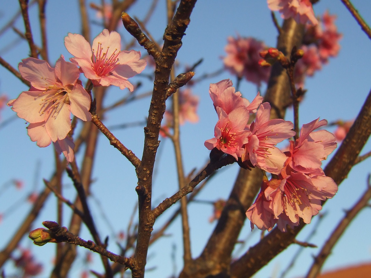 sakura cherry tree free photo
