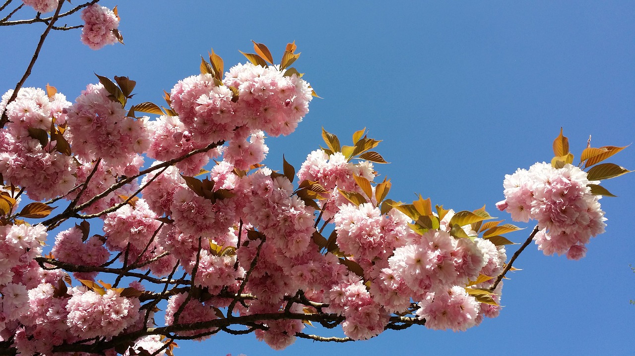 sakura flowers color pink free photo