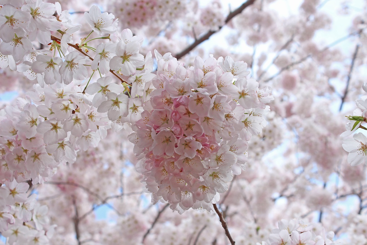 sakura cherry blossoms spring high park free photo