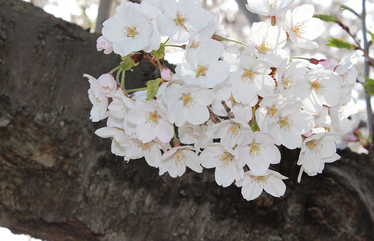 sakura cherry blossoms spring high park free photo