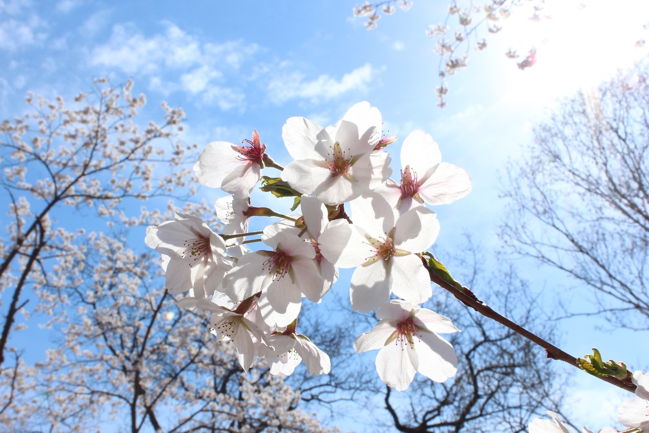 sakura cherry blossoms spring high park free photo