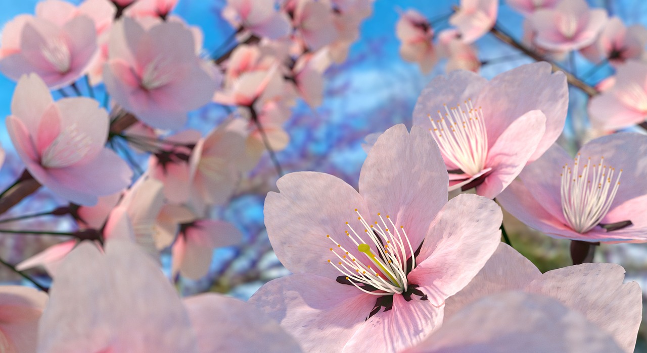 sakura flower sakura cherry blossom free photo