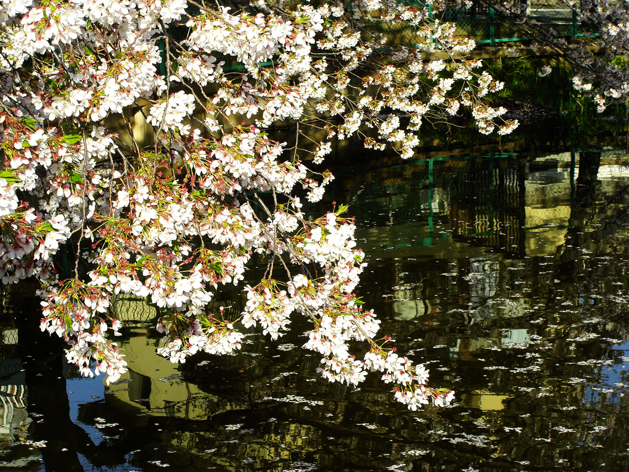 Sakura Cherry Blossom Water Park Free Image From Needpix Com