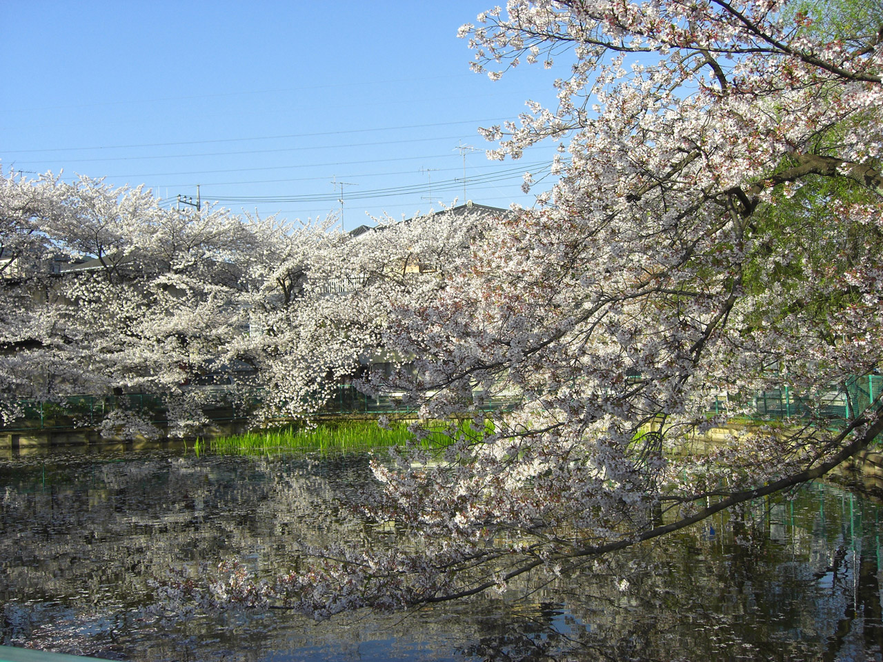 sakura japan park free photo