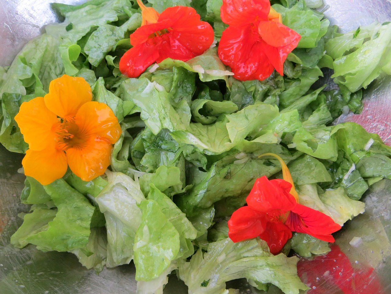 salad nasturtium flowers free photo