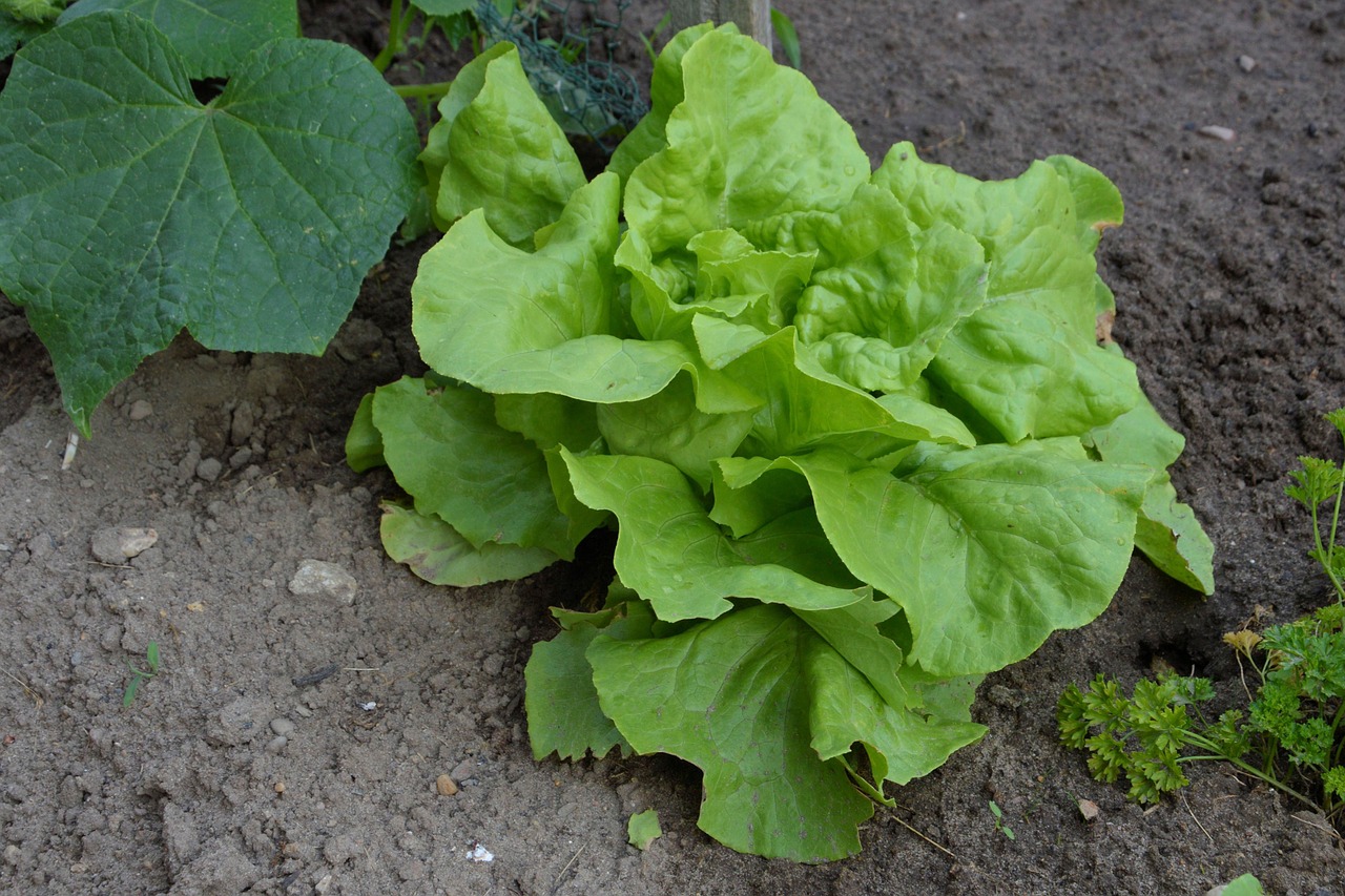 salad lettuce green free photo