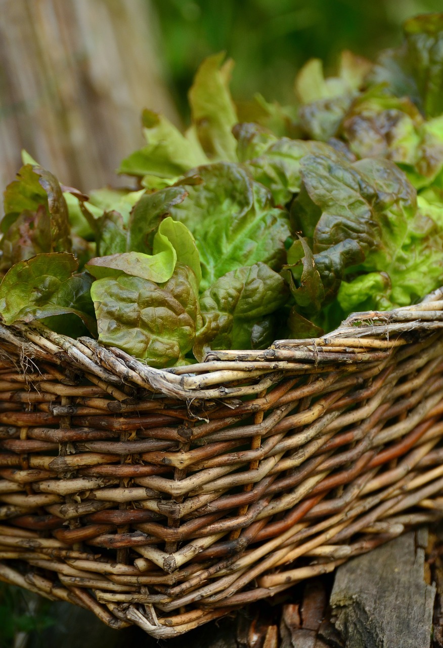 salad leaf lettuce bio free photo