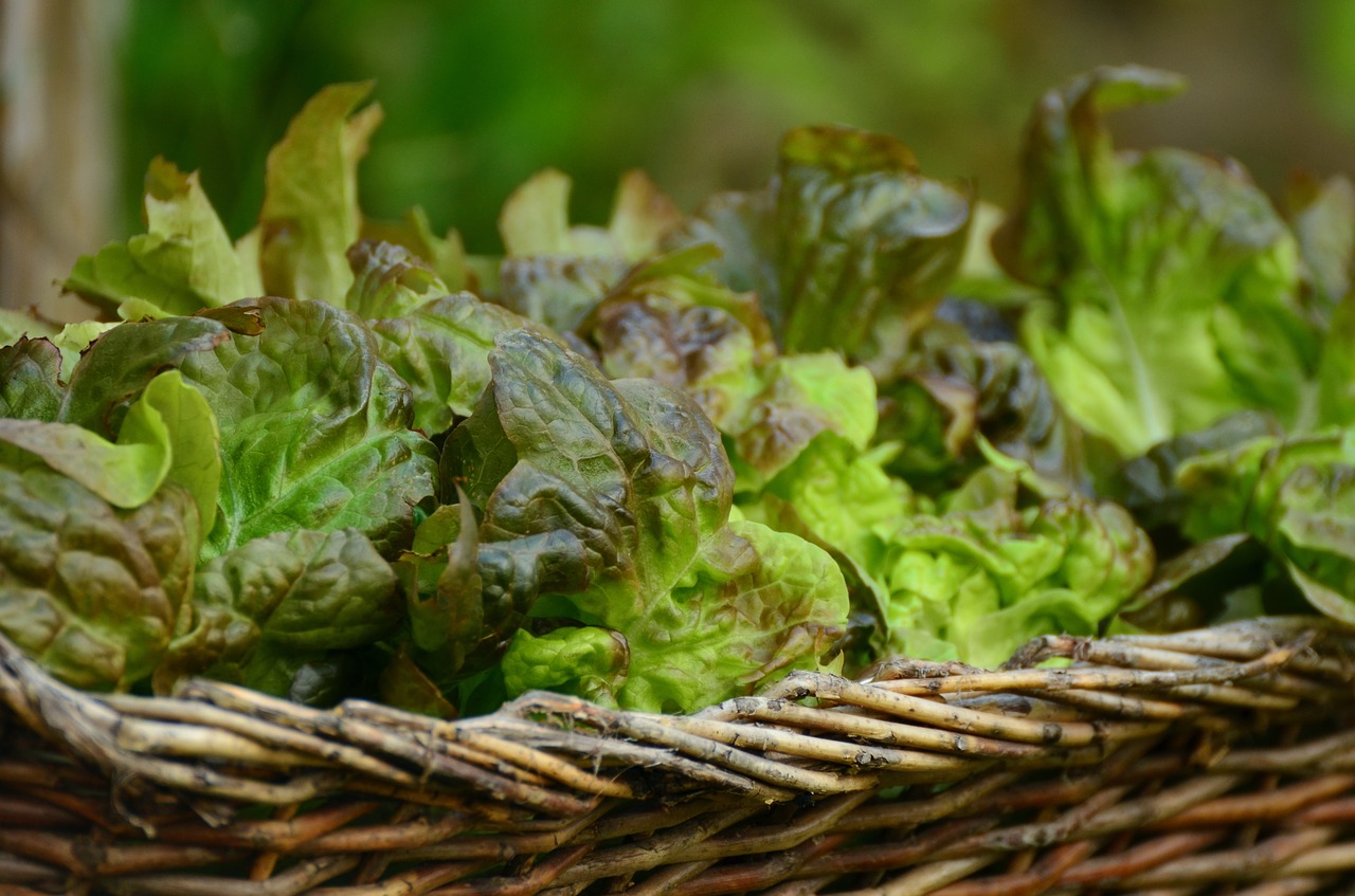 salad leaf lettuce bio free photo