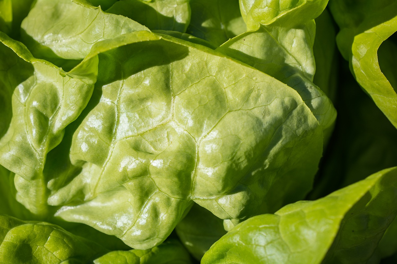 salad green leaf lettuce free photo