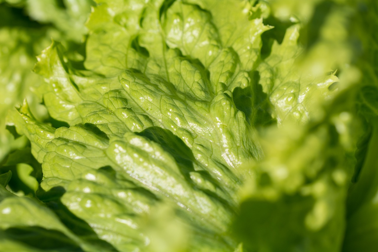 salad iceberg lettuce lettuce leaves free photo