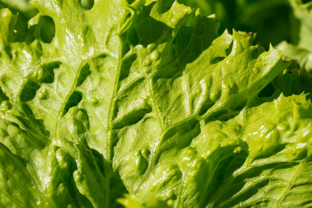 salad iceberg lettuce lettuce leaves free photo