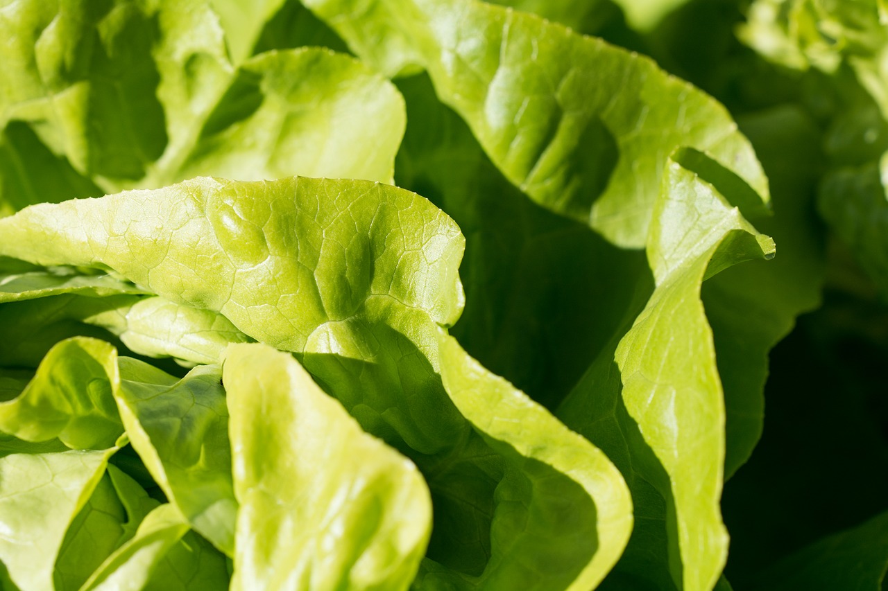 salad lettuce green free photo