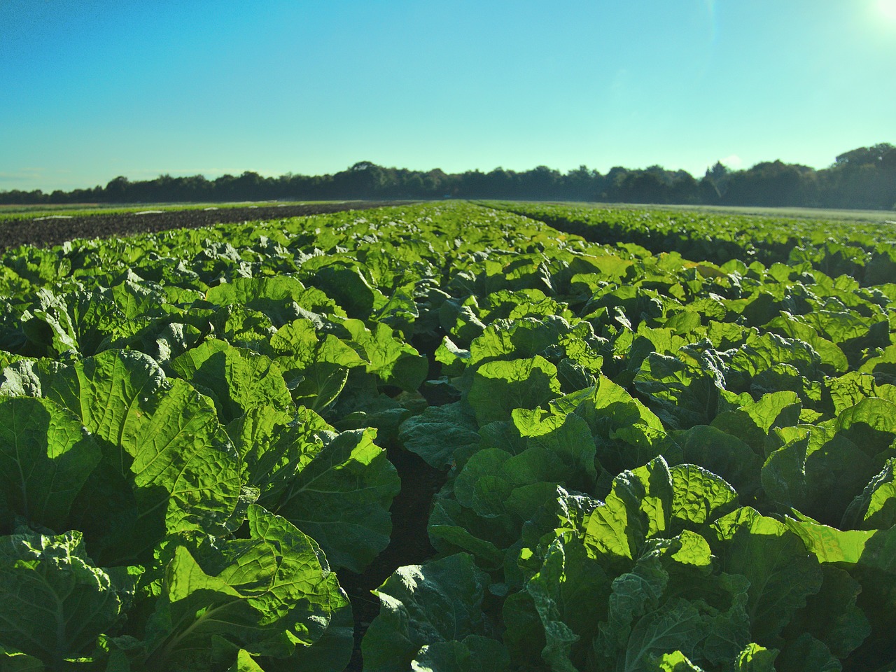 salad salad field field free photo