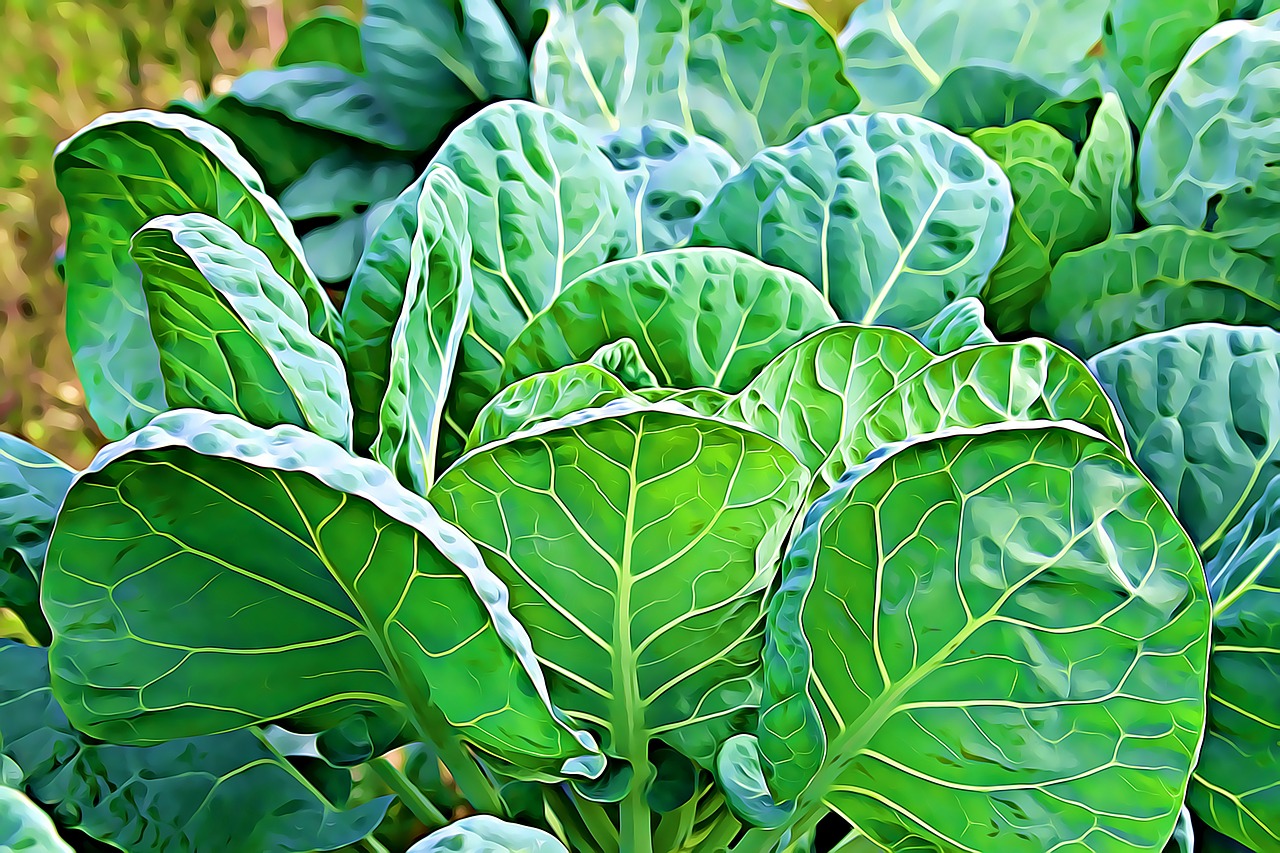 salad plant foliage free photo