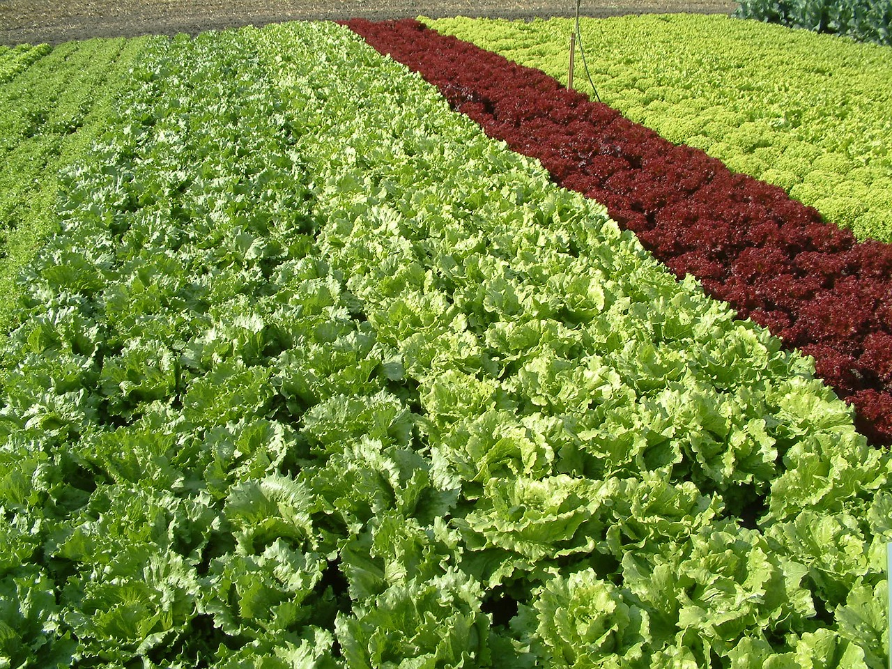 salad salad land growing vegetables free photo