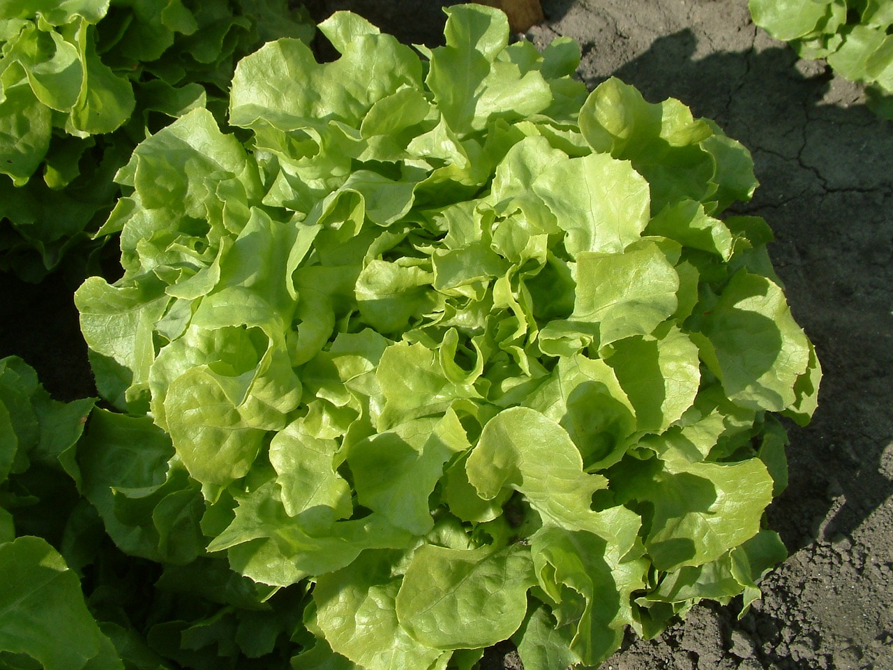 salad oak-leaf lettuce growing vegetables free photo