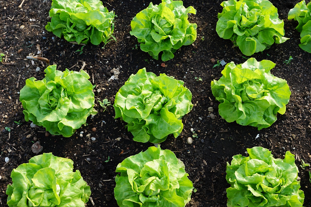 salad green healthy free photo