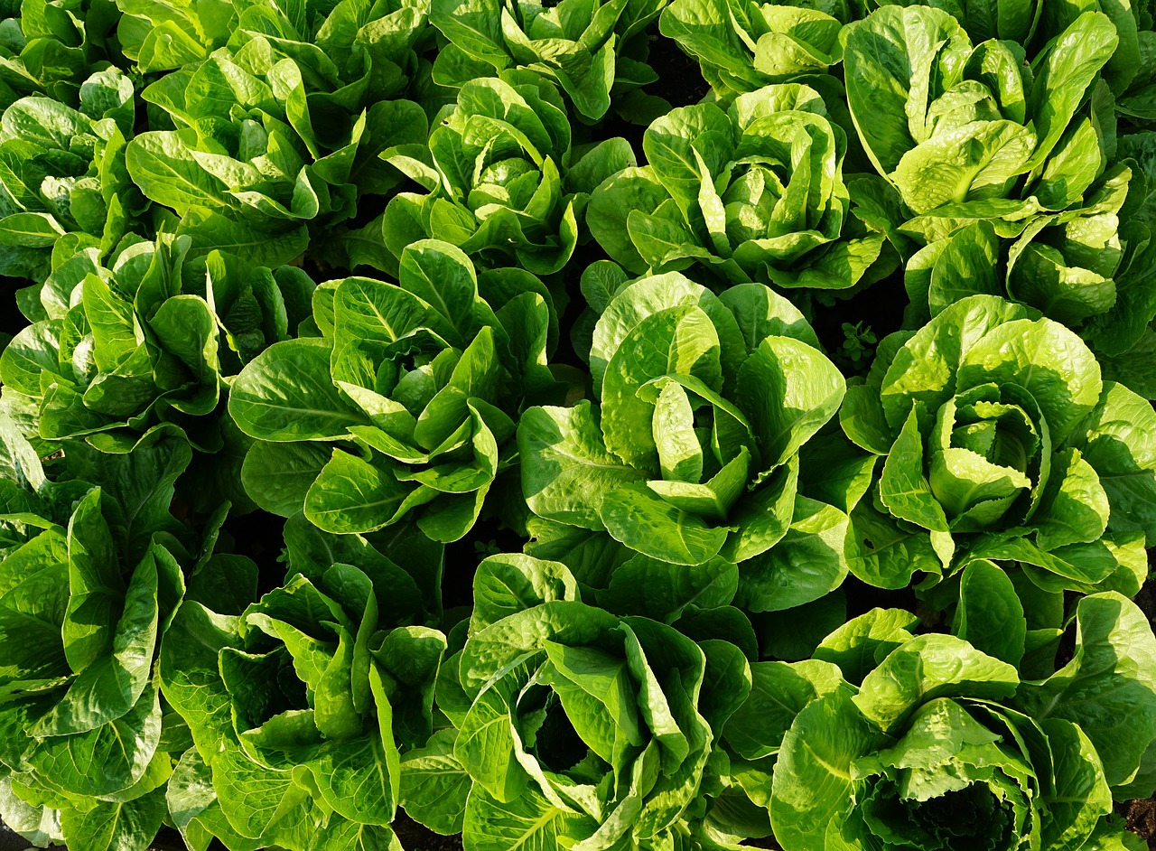 salad green eat free photo